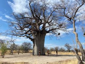 バオバブの大樹・ナミビアロケ